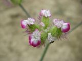 Turgenia latifolia