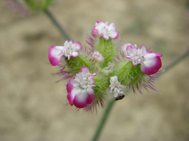 Image of Turgenia latifolia specimen.