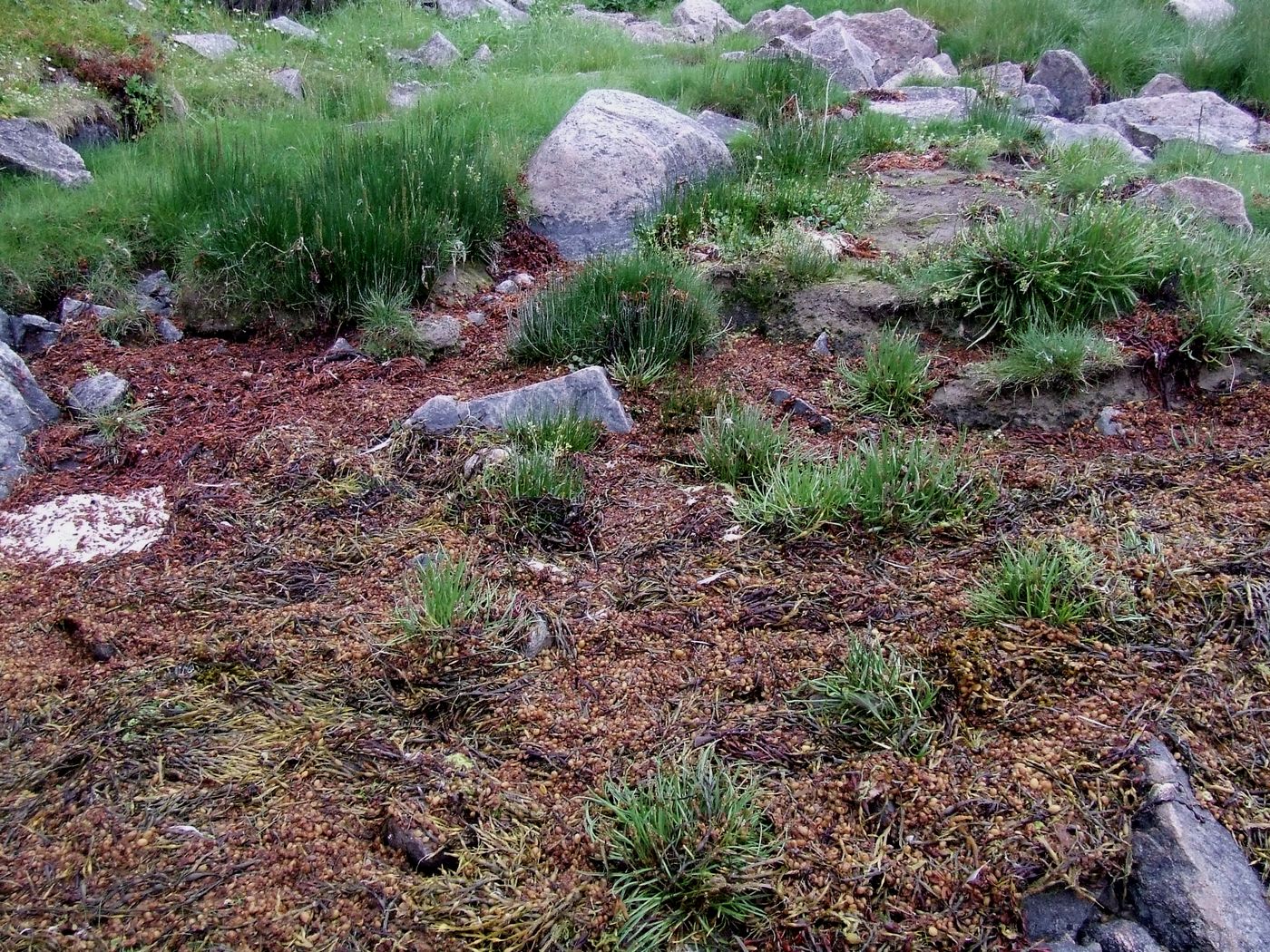 Image of Plantago maritima ssp. subpolaris specimen.