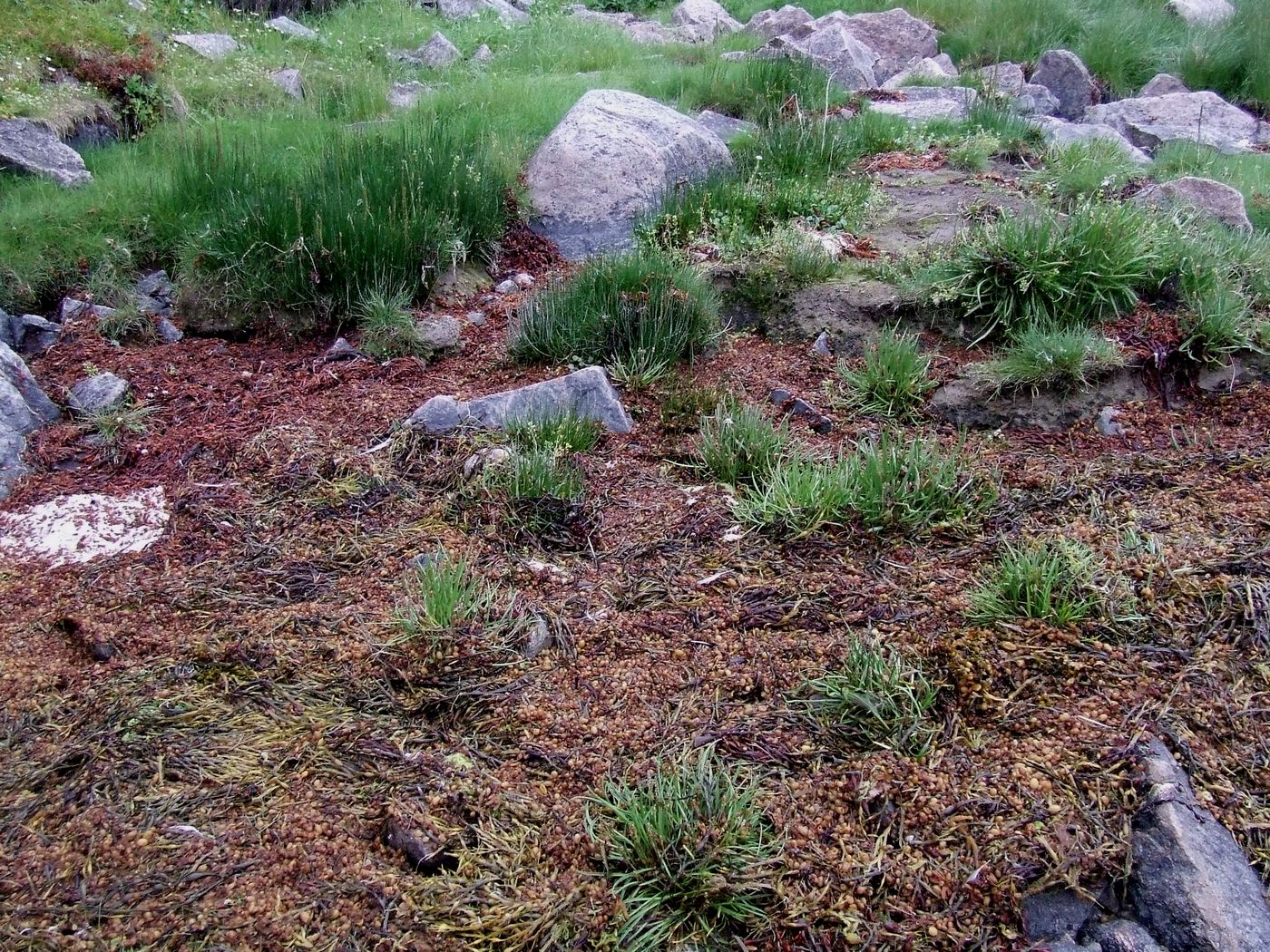 Изображение особи Plantago maritima ssp. subpolaris.