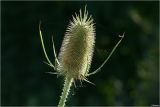 Dipsacus fullonum. Соцветие. Московская обл., Раменский р-н, окр. дер. Хрипань, дачный участок.