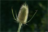 Dipsacus fullonum