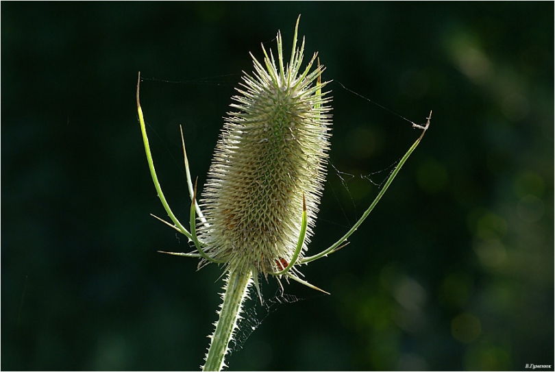 Изображение особи Dipsacus fullonum.