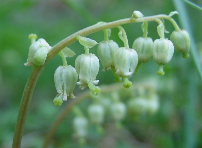 Изображение особи Orthilia obtusata.