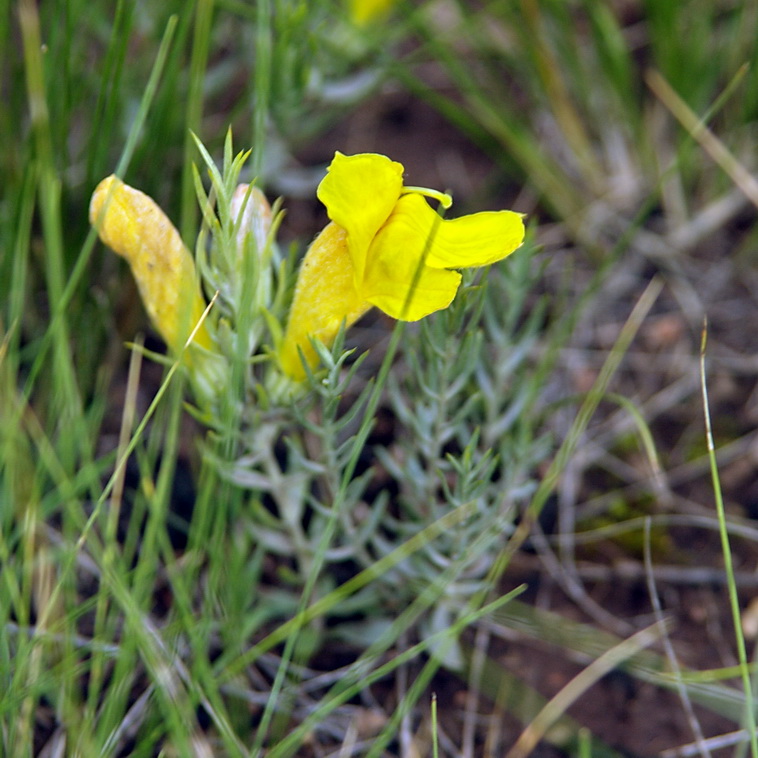 Image of Cymbaria daurica specimen.