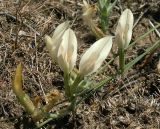 Astragalus ucrainicus. Побег с цветами. Волгоградская обл., Городищенский р-н, балка Песчаная, 25.05.2005.