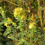 Hypericum maculatum. Верхние части побегов с соцветиями; листья покрыты капельками росы. Ленинградская обл., август.