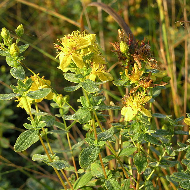 Image of Hypericum maculatum specimen.