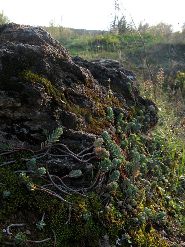 Image of Sedum reflexum specimen.