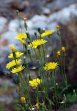 Crepis tectorum