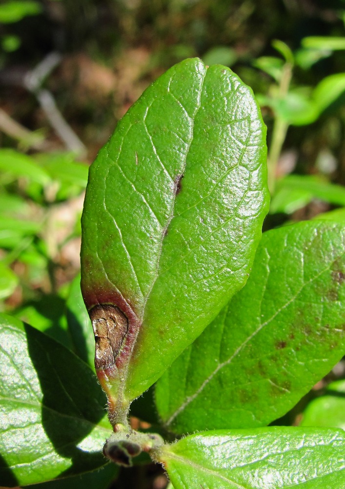 Image of Vaccinium vitis-idaea specimen.