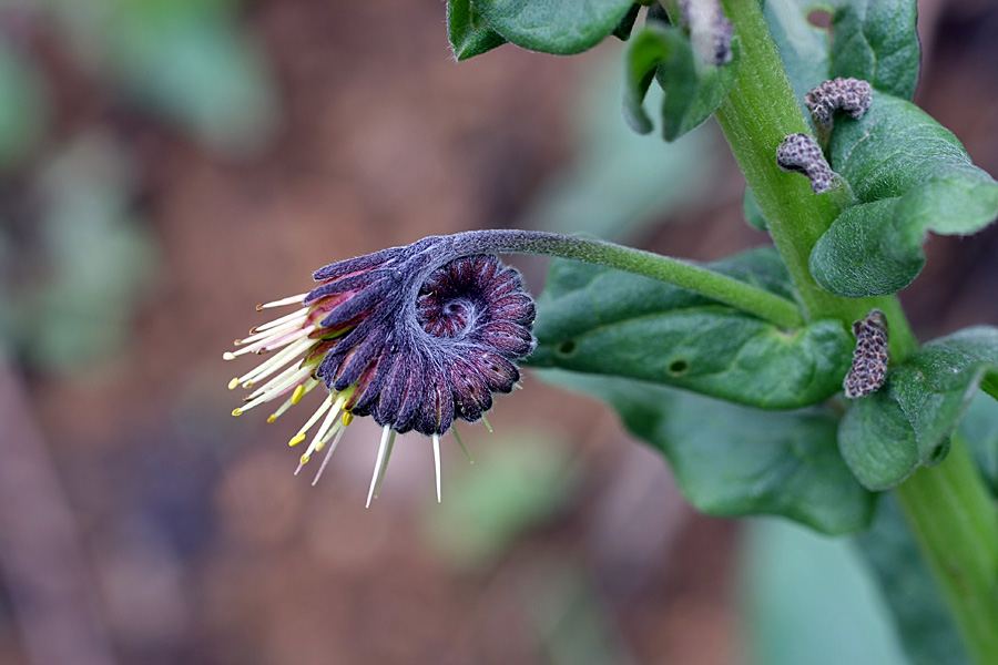 Изображение особи Solenanthus circinnatus.