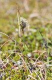 genus Eriophorum. Цветущее растение в вороничной тундре. Мурманская обл., Кольский р-н, окр. пос. Дальние Зеленцы. 21.06.2015.