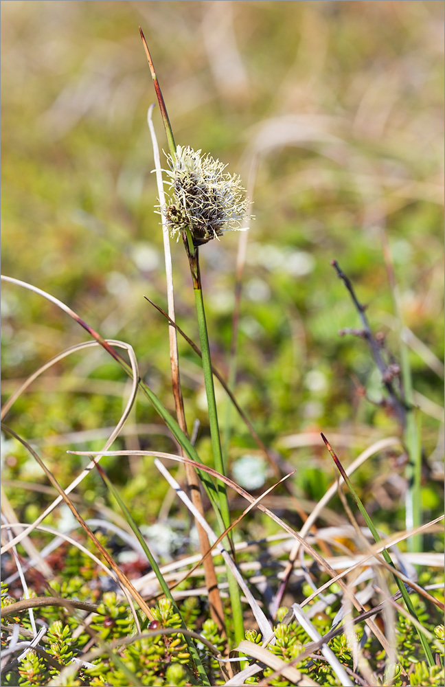 Изображение особи род Eriophorum.