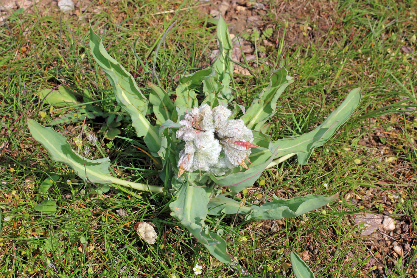 Image of Rindera austroechinata specimen.