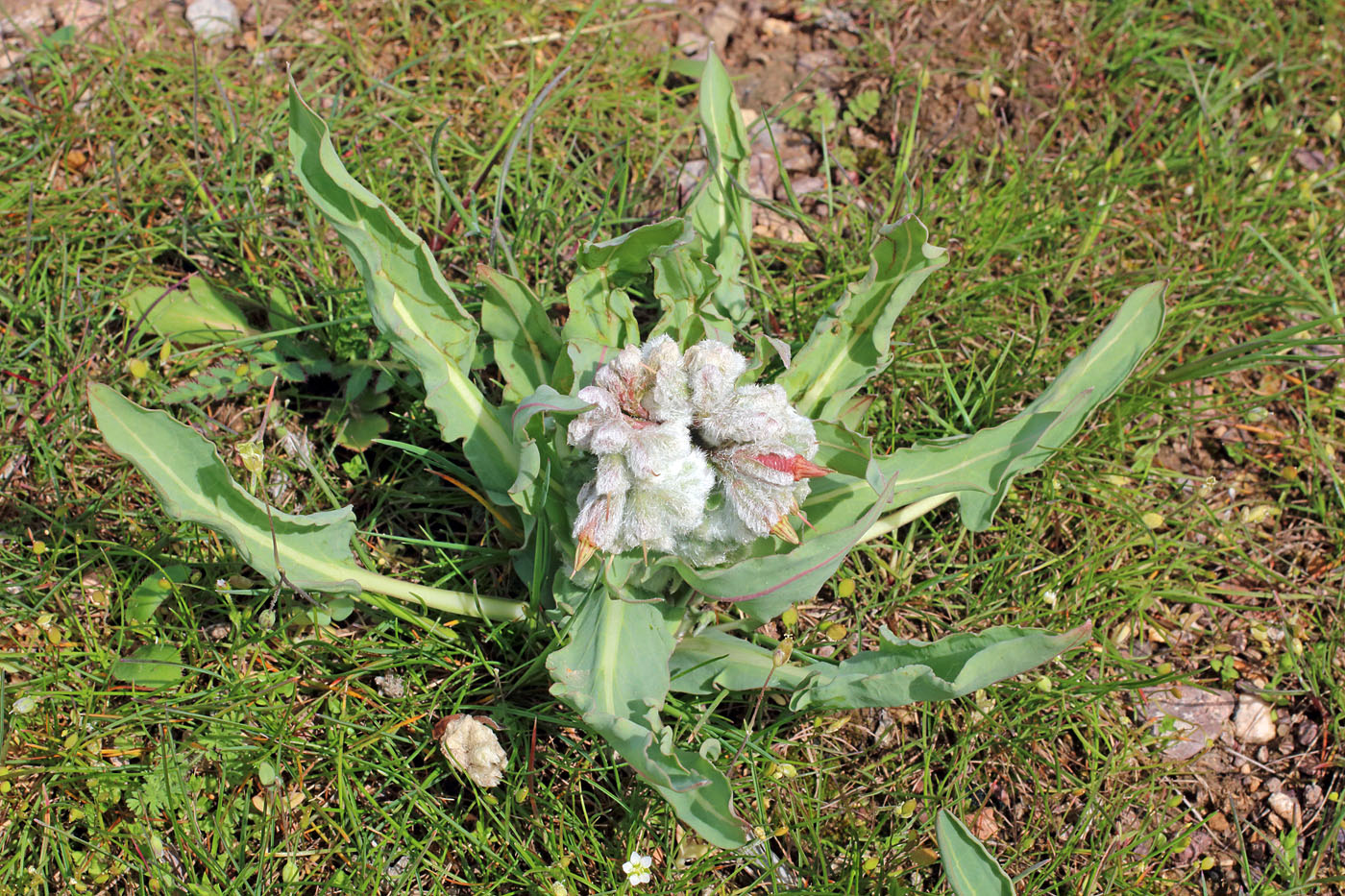 Изображение особи Rindera austroechinata.