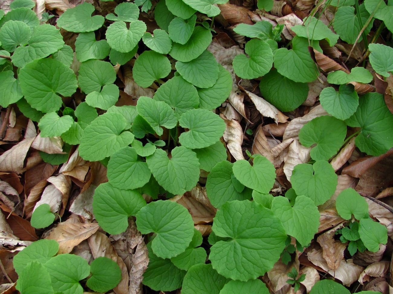 Image of Doronicum orientale specimen.