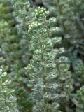 Alyssum alyssoides