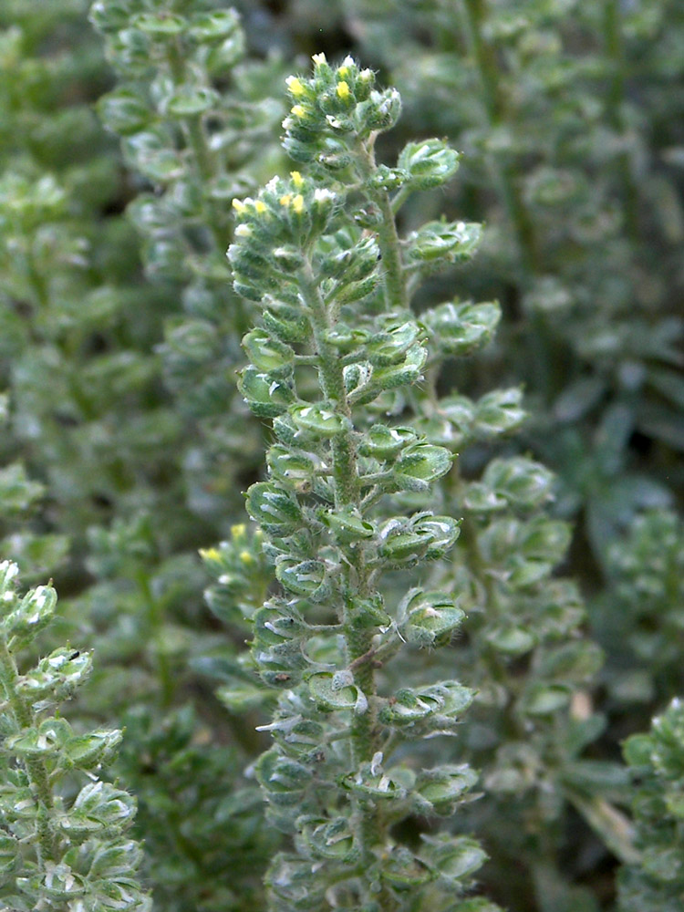Изображение особи Alyssum alyssoides.