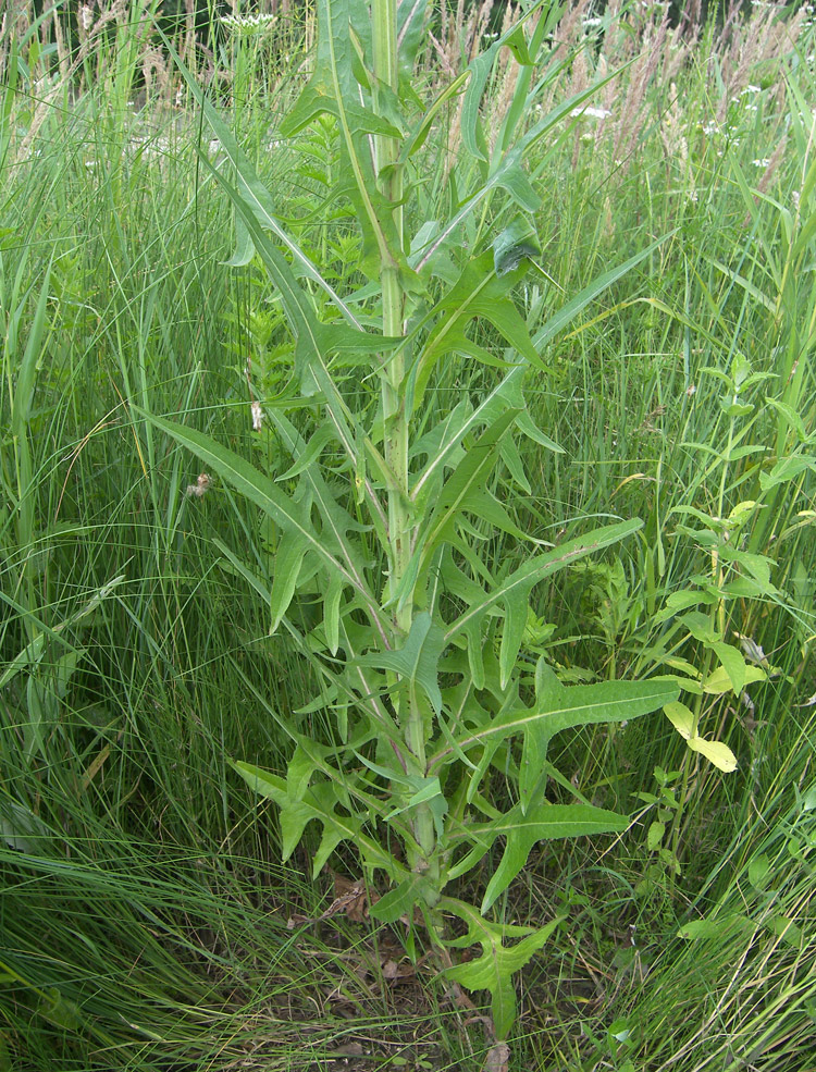 Image of Sonchus palustris specimen.