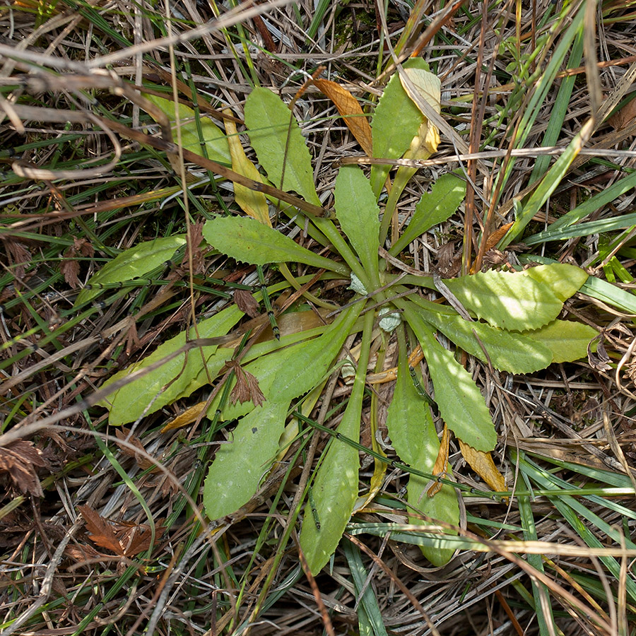 Image of Primula farinosa specimen.