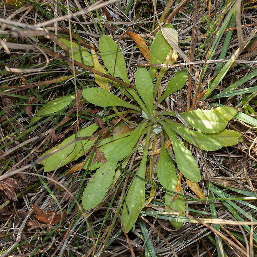 Изображение особи Primula farinosa.