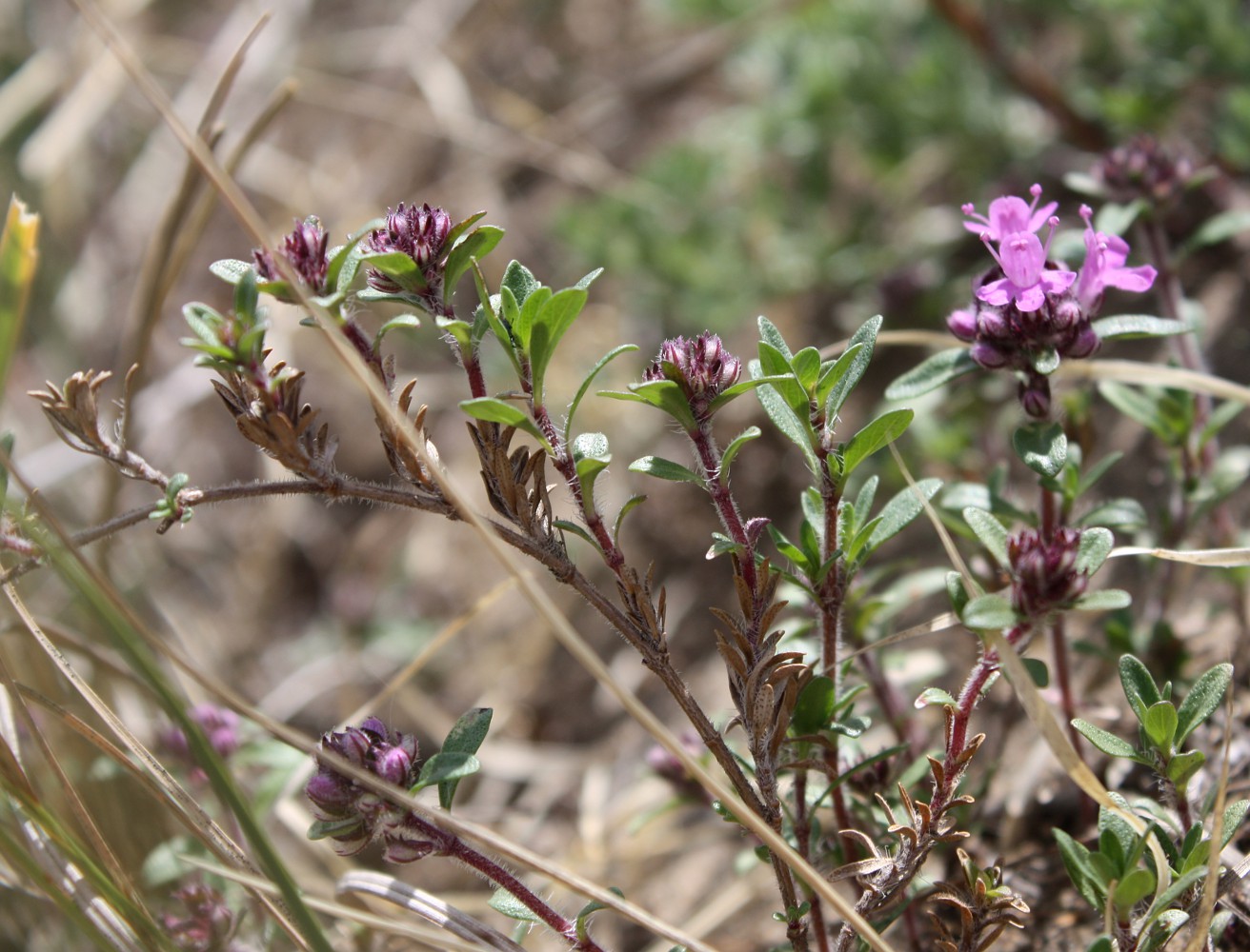 Изображение особи Thymus sibiricus.