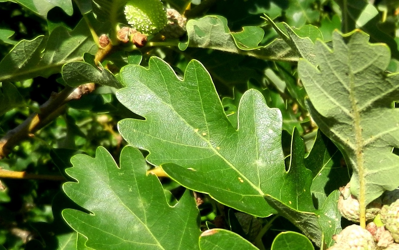 Изображение особи Quercus pubescens.