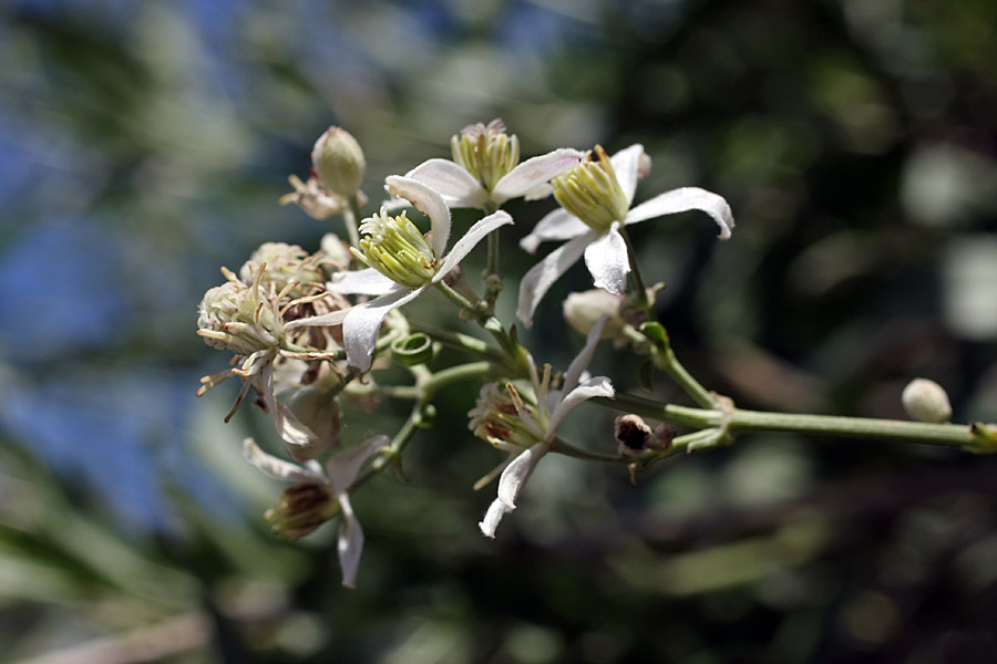 Image of Clematis songorica specimen.