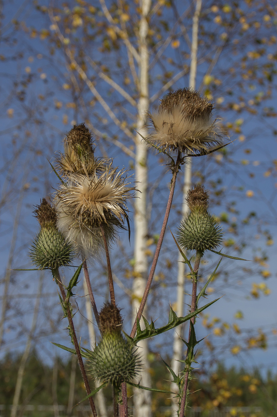 Image of Cirsium vulgare specimen.