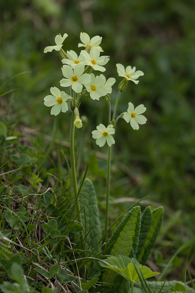 Image of Primula ruprechtii specimen.