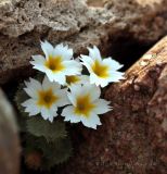 Primula aureata