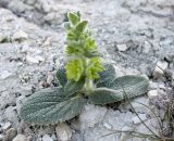 Eremostachys macrophylla