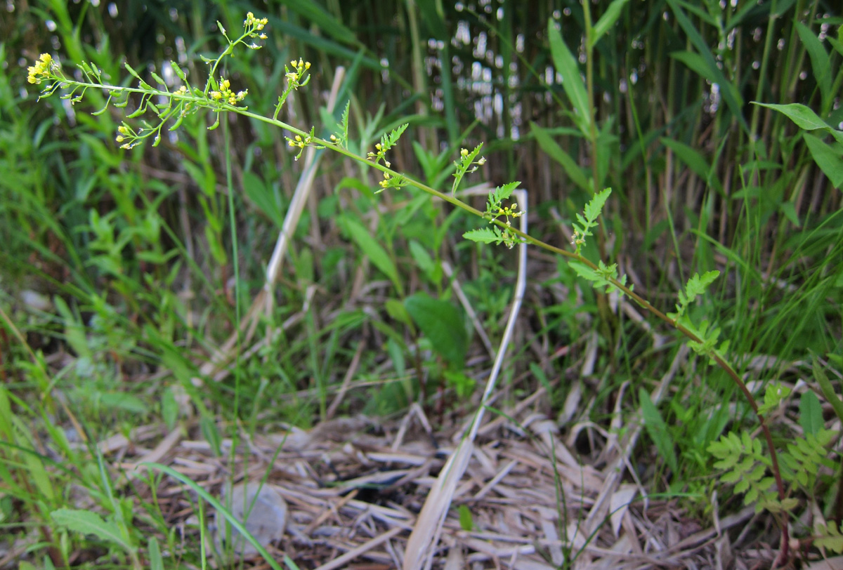 Image of Rorippa palustris specimen.