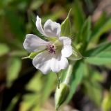 Geranium sibiricum