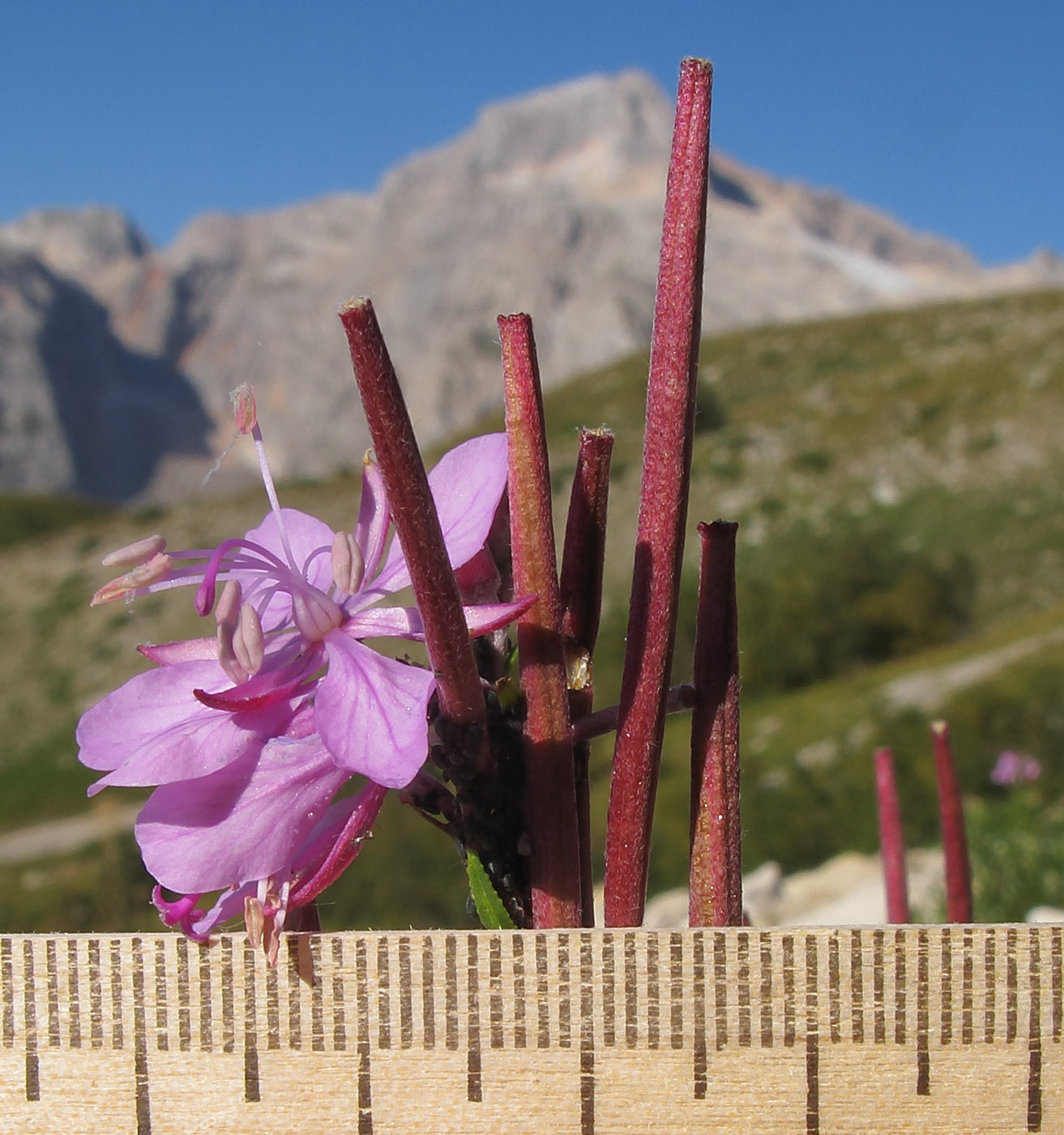 Изображение особи Chamaenerion colchicum.