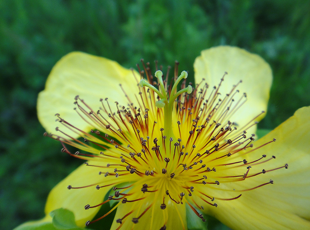 Image of Hypericum ascyron specimen.