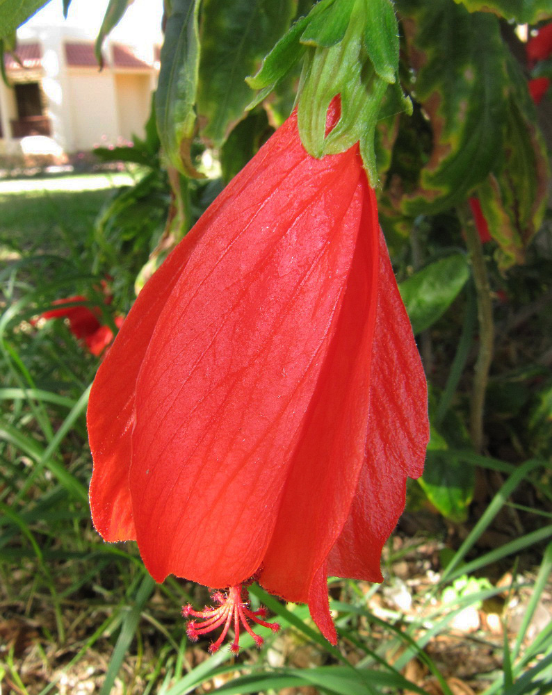 Изображение особи Malvaviscus penduliflorus.