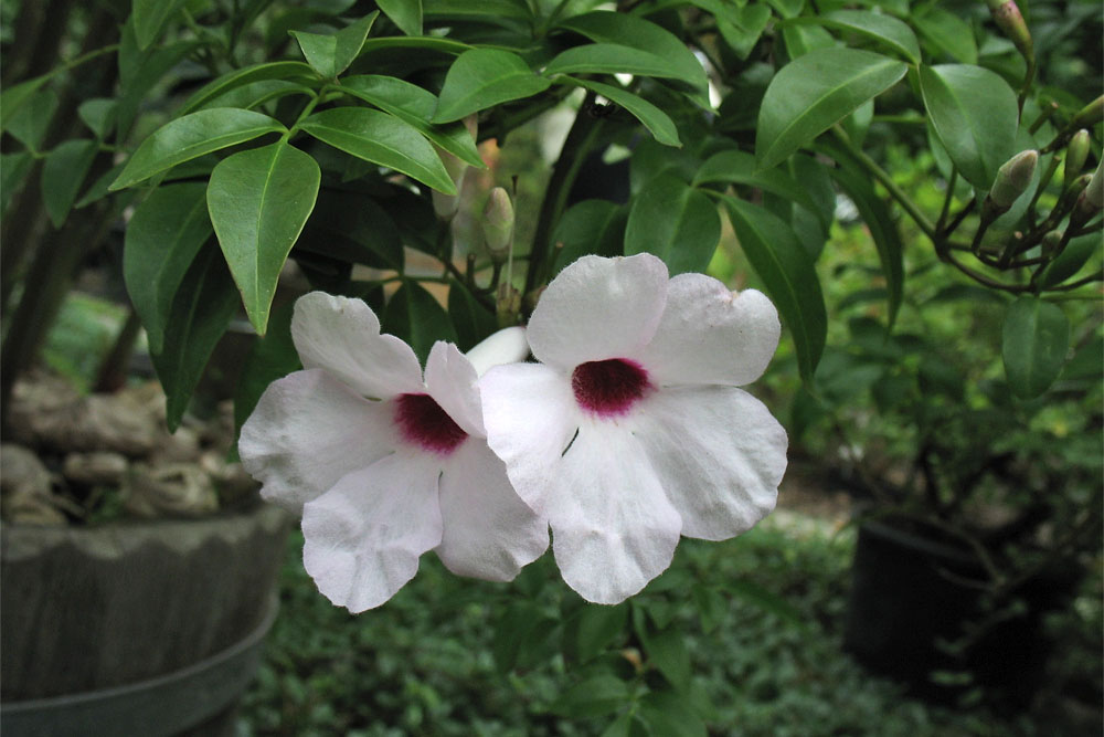 Image of Pandorea jasminoides specimen.