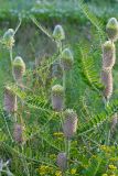 Astragalus alopecurus