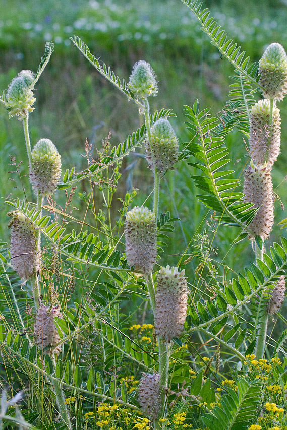 Изображение особи Astragalus alopecurus.