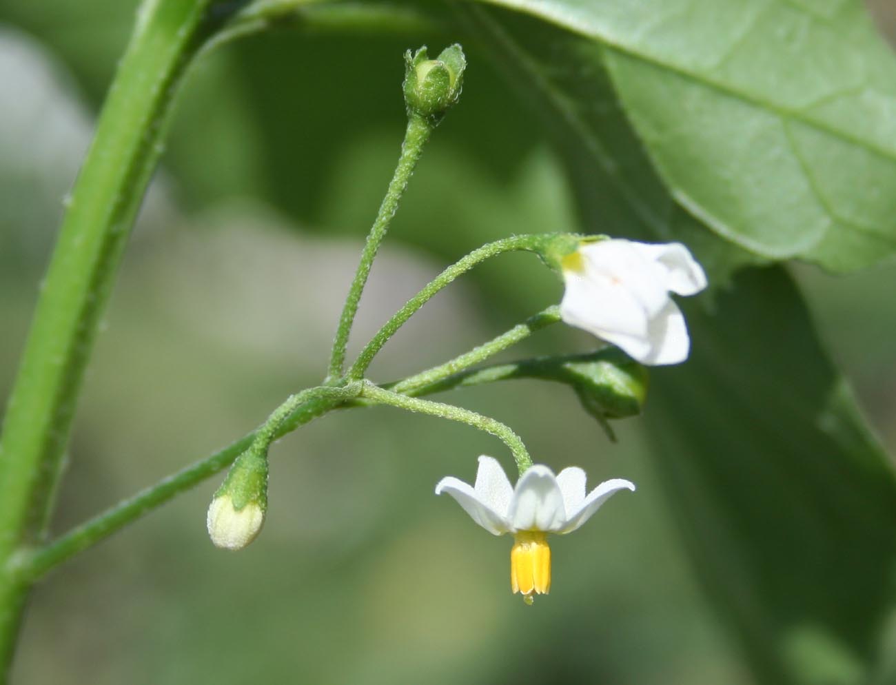 Image of Solanum nigrum specimen.