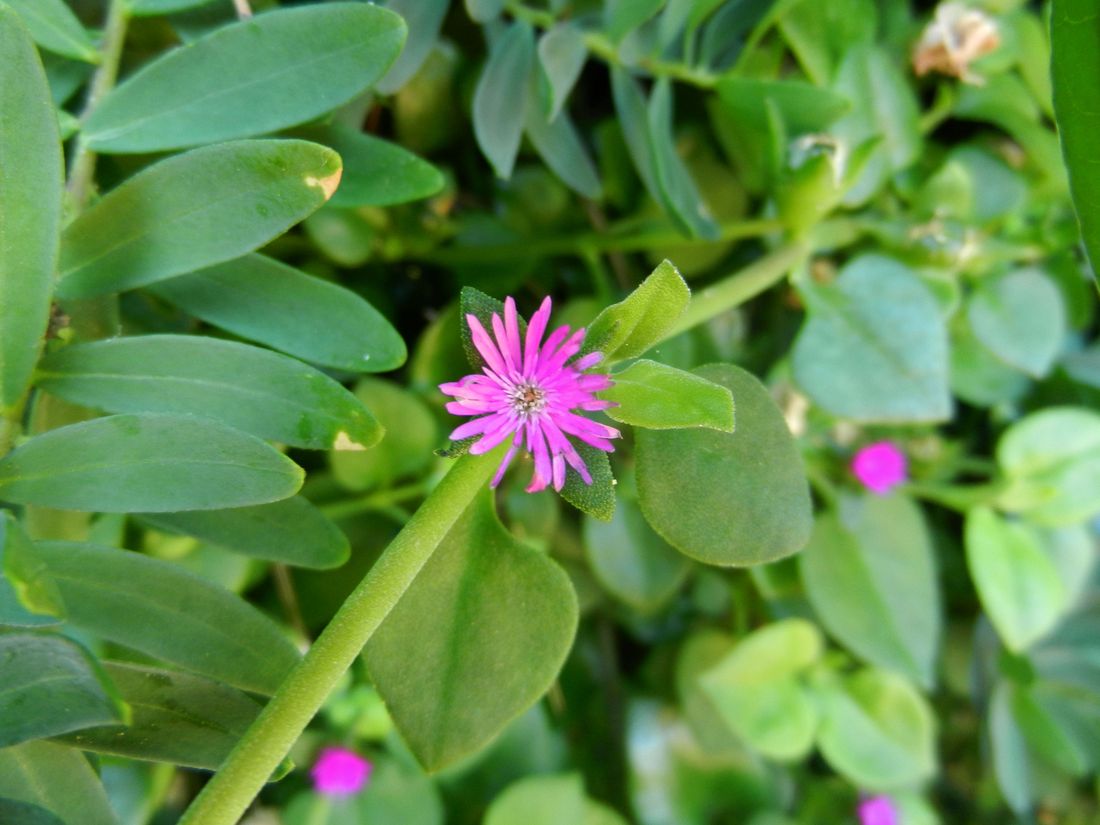 Image of Aptenia cordifolia specimen.