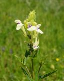 Scutellaria stepposa. Верхушка побега с соцветием. Восточный Казахстан, Глубоковский р-н, окр. с. Тарханка, сопка. 07.06.2013.