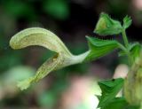 Salvia glutinosa. Цветок и бутоны на верхушке соцветия. Украина, Хмельницкая обл., Каменец-Подольский р-н, Национальный природный парк \"Товтры\", восточнее с. Леновка, урочище Совин Яр. 22 августа 2008 г.