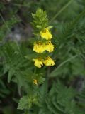 Rhynchocorys elephas. Цветущее растение. Адыгея, плато Лагонаки, субальпийский луг. 09.07.2008.