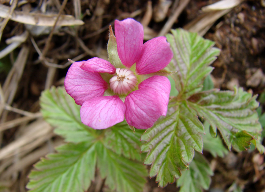 Image of Rubus arcticus specimen.