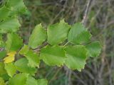 Corylus heterophylla. Листья. Иркутская обл., г. Иркутск, Ботанический сад ИГУ. 15.09.2015.