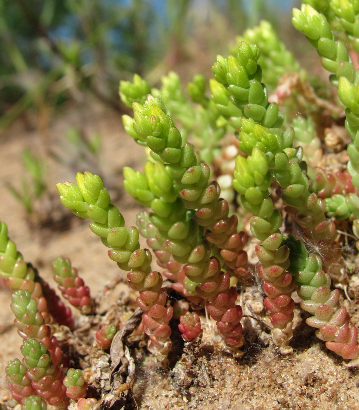 Image of Sedum acre specimen.