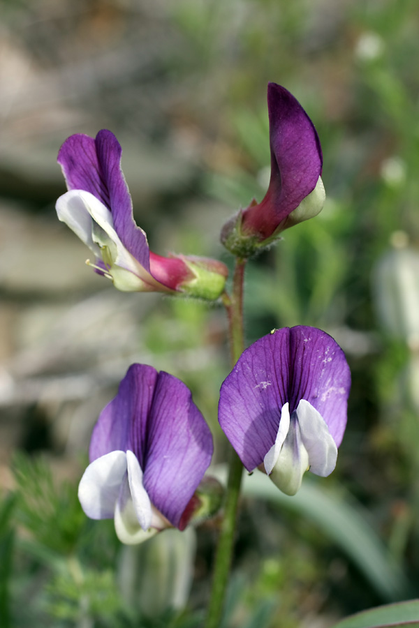 Image of Vicia subvillosa specimen.